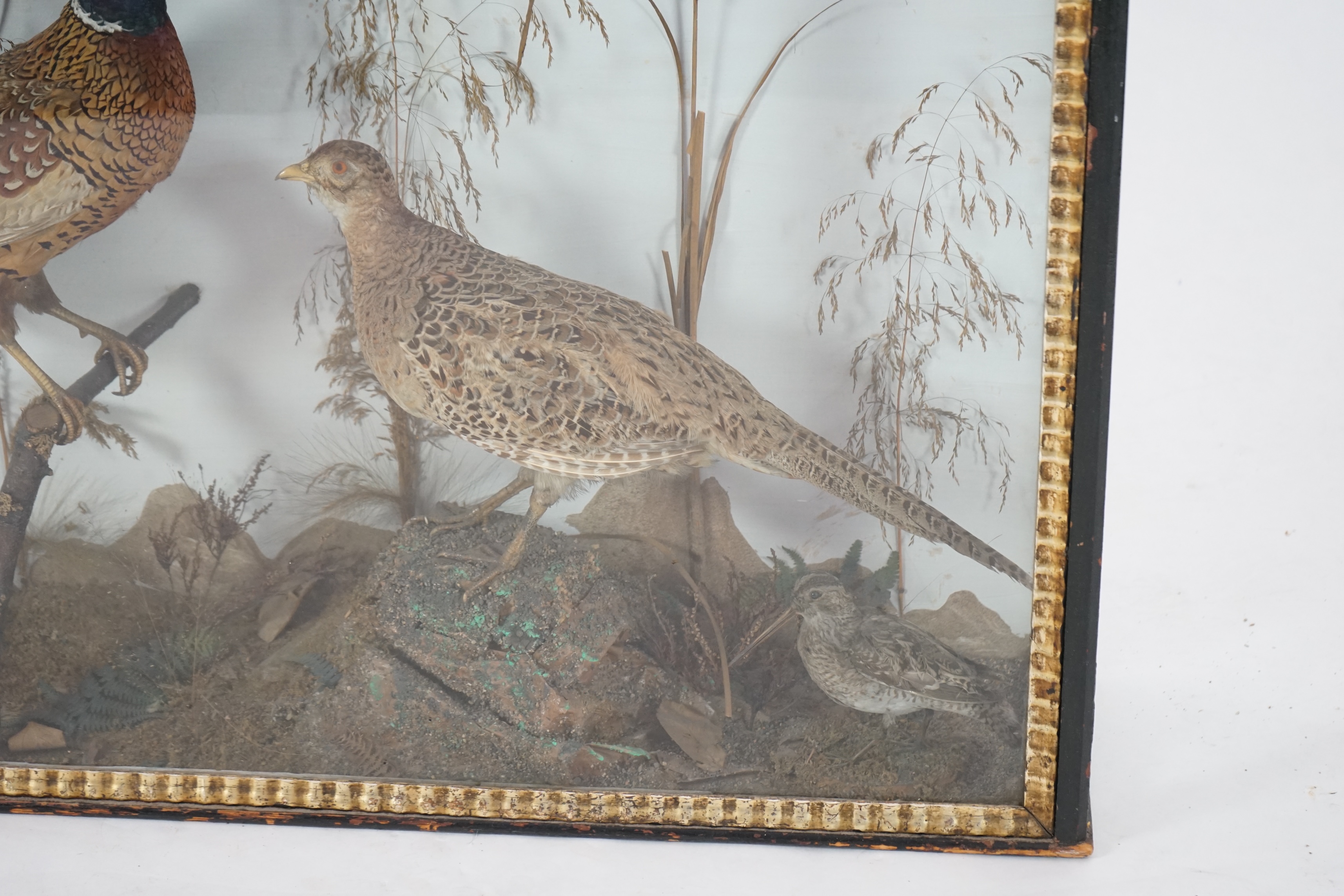 A large late Victorian taxidermy display of a cock and hen pheasant, together with a woodcock and plover, in naturalistic setting, 126cm wide, 24cm deep, 69cm high. Condition - fair